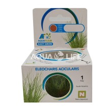 Aquafleur Eleocharis acicularis In Vitro