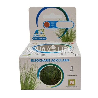 Aquafleur Eleocharis acicularis In Vitro
