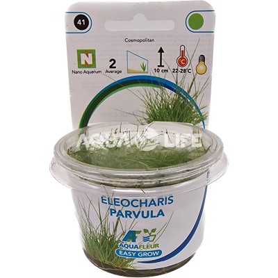 Aquafleur Eleocharis Parvula In Vitro