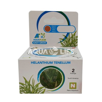 Aquafleur Helanthium Tenellum in Vitro