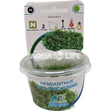 Aquafleur Hemianthus Callitrichoides