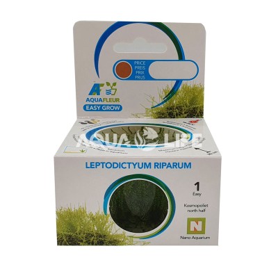 Aquafleur Leptodyctyum riparum In Vitro