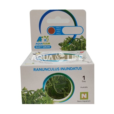 Aquafleur Ranunculus inundatus In Vitro