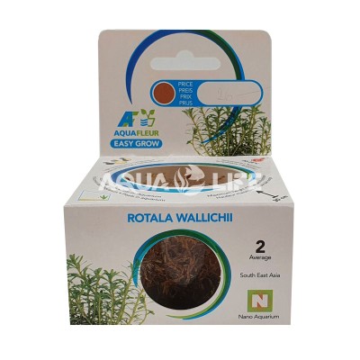 Aquafleur Rotala Wallichi In Vitro