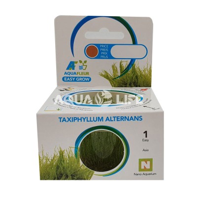 Aquafleur Taxiphyllum alternans In Vitro