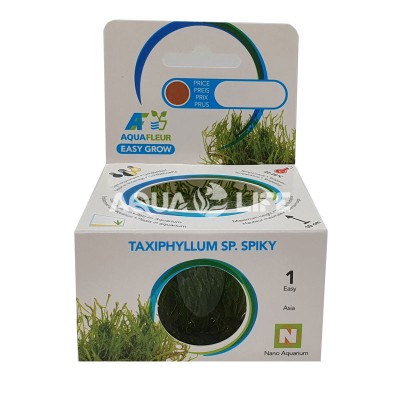 Aquafleur Taxiphyllum sp. Spiky In Vitro
