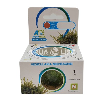 Aquafleur Vesicularia dubyana(montagnei) Christmas In Vitro