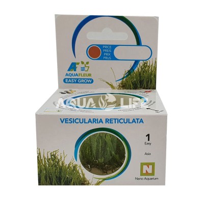 Aquafleur Vesicularia reticulata In Vitro