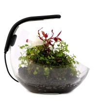 Aqualighter Wabi Set