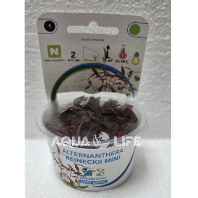 Aquafleur Alternanthera reineckii Mini In Vitro