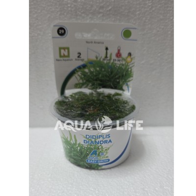 Aquafleur Didiplis Diandra In Vitro