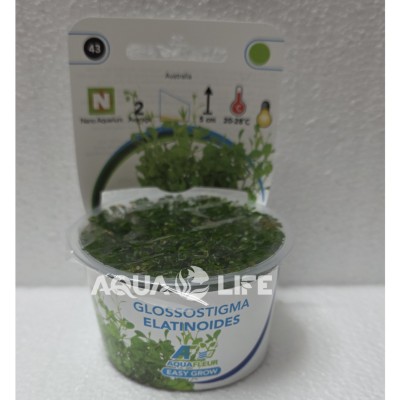 Aquafleur Glossostigma Elatinoides In Vitro