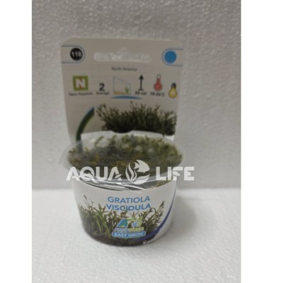 Aquafleur Gratiola Viscidula In Vitro