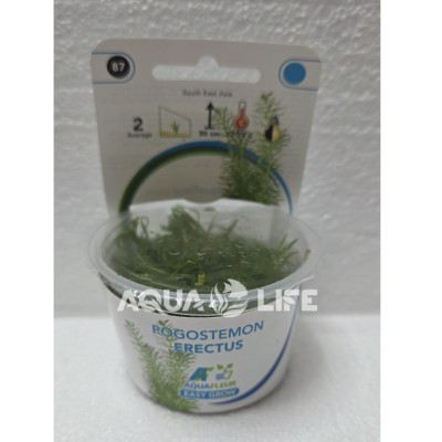 Aquafleur Pogostemon Erectus In Vitro