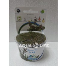Aquafleur Art Rotala sp. Hra In Vitro