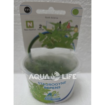 Aquafluer Staurogyne Repens In Vitro