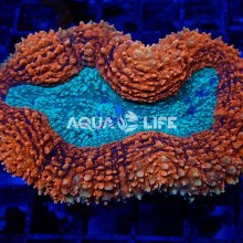 Wysiwyg Lobophyllia Sp Red #2