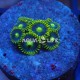 Wysiwyg Zoanthus Blueberry Pie #1