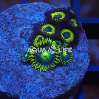 Wysiwyg Zoanthus Incredible/Hulk Blueberry Pie #1