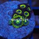 Wysiwyg Zoanthus Incredible/Hulk Blueberry Pie #1