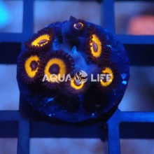 Wysiwyg Zoanthus Johnny Pumpkin #5
