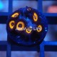Wysiwyg Zoanthus Johnny Pumpkin #5 Wysiwyg Zoanthus Johnny Pumpkin #5