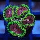 Wysiwyg Zoanthus Pink Diamond #1