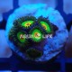 Wysiwyg Zoanthus Rasta  #2