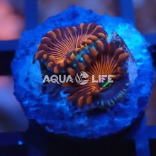 Wysiwyg Zoanthus Red People Eater #2