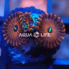 Wysiwyg Zoanthus Red People Eater #3