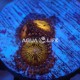 Wysiwyg Zoanthus sp #1