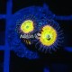 Wysiwyg Zoanthus Sunny D #1 Wysiwyg Zoanthus Sunny D #1