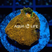 Wysiwyg Echinophyllia sp. Orange Chalice #2