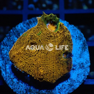 Wysiwyg Echinophyllia sp. Orange Chalice #2