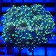 Wysiwyg Euphyllia Yaeyamaensis #1 Wysiwyg Euphyllia Yaeyamaensis #1