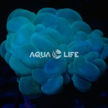 Wysiwyg Plerogyra sinuosa(Bubble Coral) #1