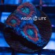 Wysiwyg Acanthastrea sp Red #1