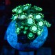 Wysiwyg  Alveopora sp.#1