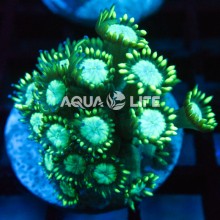 Wysiwyg  Alveopora sp.#3