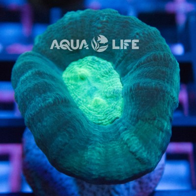 Wysiwyg Caulastrea Echinulata #5