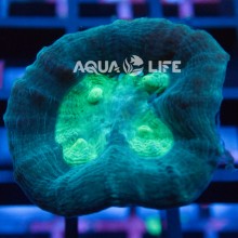 Wysiwyg Caulastrea Echinulata #6