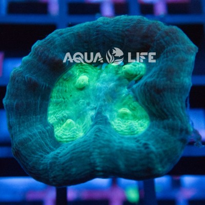 Wysiwyg Caulastrea Echinulata #6