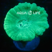 Wysiwyg Caulastrea Green Trumpet Coral #1