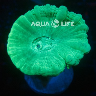 Wysiwyg Caulastrea Green Trumpet Coral #1
