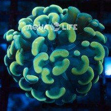 Wysiwyg Euphyllia Paraancora Gold #1