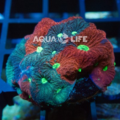Wysiwyg Favia Pentagona War Coral #1