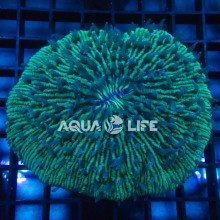 Wysiwyg Fungia Green (cca 10cm) #2