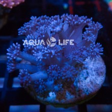 Wysiwyg Goniopora sp Blue #1