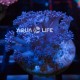 Wysiwyg Goniopora sp Blue #1