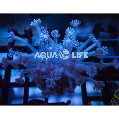 Wysiwyg Goniopora sp Blue #2
